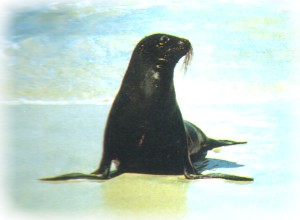 foca delle Galapagos