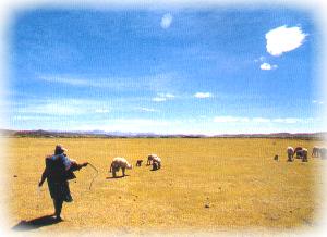 Bolivia - altopiano andino