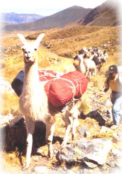 Peru - altopiano andino