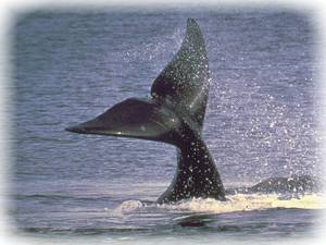 Balena franca
